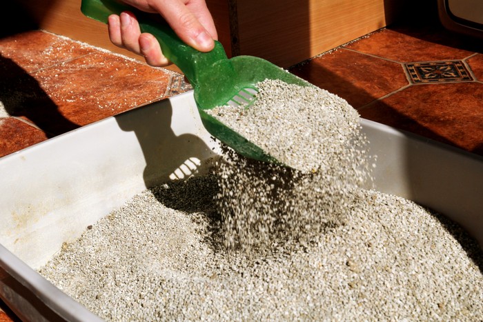 Cleaning cat litter box. Hand is cleaning of cat litter box with green spatula. Toilet cat cleaning sand cat.