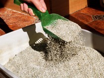 Jenis Pasir Kucing dan Tips Membersihkan agar Nggak Bau