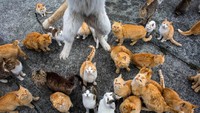 Awalnya hanya ada puluhan kucing yang berada di pualu ini. Namun, siapa sangka tahun demi tahun populasi mereka meningkat. Bahkan jumlahnya lebih banyak 6 kali lipat dari jumlah penduduk (Thomas Peter/REUTERS)