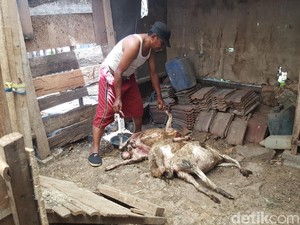 Kambing Mati Misterius Masih Terjadi di Malang