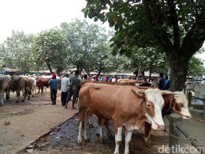 Keluarga Peternak Sapi Pacitan: Tidak Ada Niat untuk Korupsi