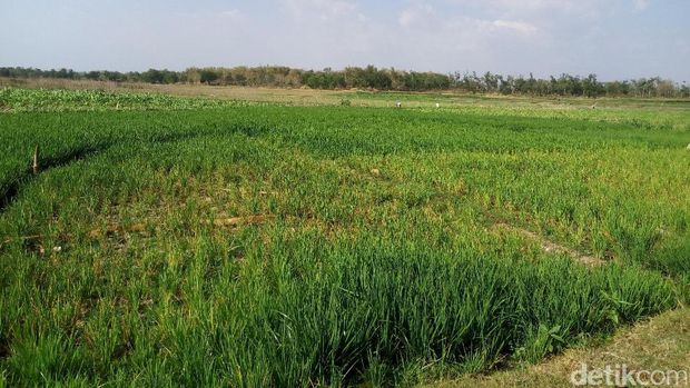 Yang Mengambil Kesempatan dari Kekeringan di Wonogiri