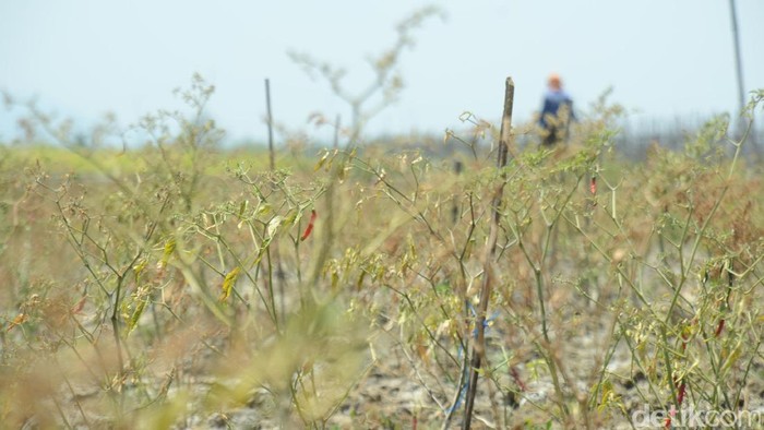 Puncak Kemarau, Petani Cabai di Rembang Dihantui Resiko Gagal Panen