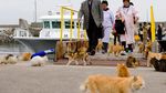 Meong... Pulau isinya Kucing
