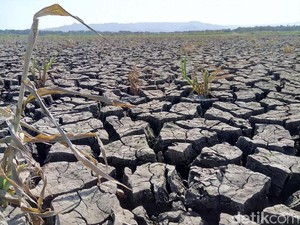 Kekeringan di Wonogiri Tidak Ganggu Stok Pangan