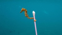 Kuda laut membawa cotton bud di Sumbawa. Dibagikan oleh akun Instagram Sea Legacy, organisasi yang bergerak di bidang konservasi laut, kuda laut satu ini melilitkan ekornya pada sebatang sampah cotton bud di sebuah pantai di Sumbawa (Justin Hofman/Instagram)