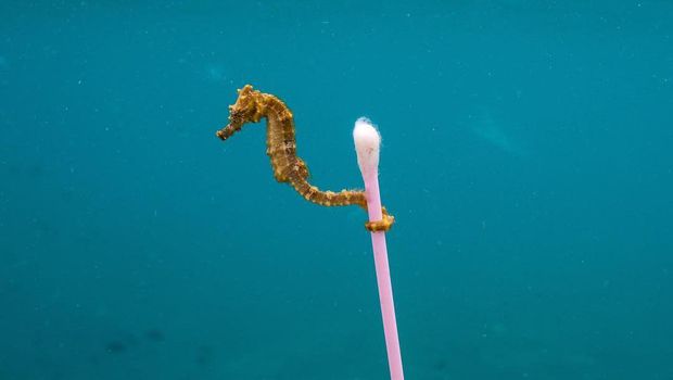 Kuda laut di Sumbawa yang bawa cotton bud