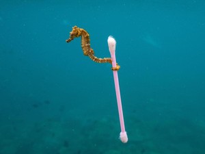 Mengenal Kuda Laut yang Bawa Cotton Bud di Sumbawa