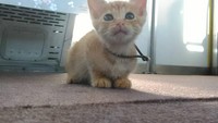 Nah, kucing ini kelihatan bingung ya! Matanya seperti memelas untuk dibawa pulang. Foto: yoro_railway