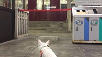 Bukan cuma dalam kereta, di luar kereta ada juga lho kucing yang bisa ditemui pengunjung. Foto: yoro_railway