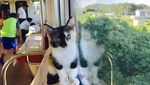 Yuk, Intip Suasana Kafe Kucing dalam Kereta yang Unik di Jepang!