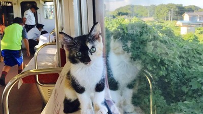Yuk, Intip Suasana Kafe Kucing dalam Kereta yang Unik di Jepang!