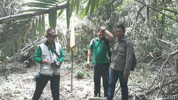 Mekar di Kampar, Bunga Bangkai ini Diklaim Tertinggi di Dunia