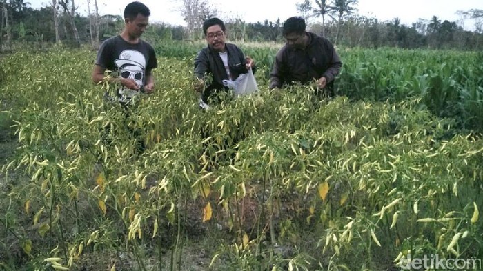 Petani di Bantul ini Gratiskan Cabai Rawit