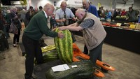 Sebuah acara bertajuk Harrogate Autumn Flower Show digelar di Harrogate, Inggris, dimana sejumlah petani berkumpul untuk memamerkan hasil panan mereka. Tak biasa, hasil panen tersebut berupa sayuran berukuran raksasa. Christopher Furlong/Getty Images.