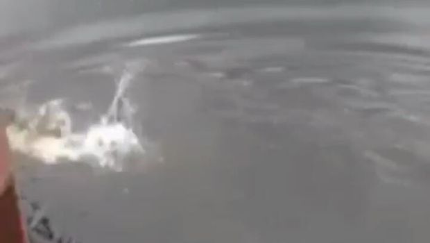 Buaya di Kaltim yang menyerang Arjuna dan pawang buaya Suprianto.