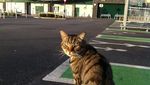 Kucing yang Jadi Pengunjung Setia Supermarket Ini Tetap Dikenang Meski Sudah Tiada