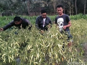 Harga Cabai di Bantul Anjlok Karena Panen Melimpah