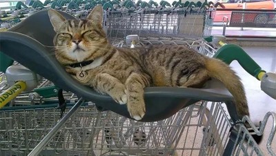 Kucing yang Jadi Pengunjung Setia Supermarket Ini Tetap Dikenang Meski Sudah Tiada