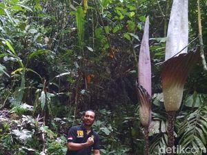 Mekar di Kampar, Bunga Bangkai ini Diklaim Tertinggi di Dunia