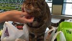 Kucing yang Jadi Pengunjung Setia Supermarket Ini Tetap Dikenang Meski Sudah Tiada