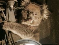  Koala yang terjebak di sela roda mobil / 