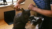 Sayangnya awal tahun ini Brutus meninggal. Pihak supermarket dan pengunjung memberi penghargaan pada Brutus dengan membuatkan patung perunggu.