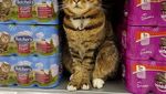 Kucing yang Jadi Pengunjung Setia Supermarket Ini Tetap Dikenang Meski Sudah Tiada