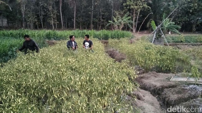 Ini Alasan Petani di Bantul Gratiskan Cabai Rawitnya