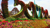 Menakjubkan bukan? Di tengah padang pasir terdaapt kebun bunga yang sangat indah (Dubai Miracle Garden/Facebook)