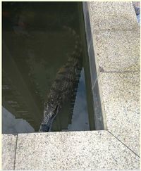 Hii! Pria Ini Taruh Buaya Hidup untuk Bahan Makan Malamnya di Kolam Publik