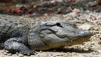 Penting untuk diingat, jangan dekati atau usik sarang dan telur buaya. Buaya betina bisa ngamuk kalau telurnya diusik/Foto: AFP