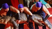Buaya yang berukuran besar harus digotong rame-rame ke arena sirkus/Foto: AFP PHOTO / SERGEI SUPINSKY