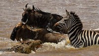 Momen buaya menyerang kuda zebra dan sapi/Foto: AFP