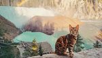 Foto: Suki, Si Kucing yang Suka Traveling
