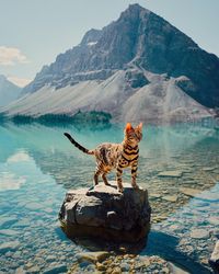 Pose Suki saat berada di Danau Bow, Alberta, Kanada (sukiicat/Instagram)