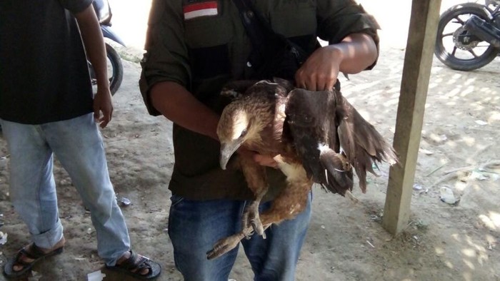 BKSDA Aceh Selamatkan Elang Paria yang Ditabrak Speedboat