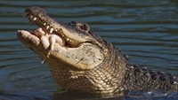 Lalu bagaimana apabila Anda mengetahui buaya ketika Anda juga berada di dalam air? Para pakar menyarankan Anda untuk berenang ke pinggiran dengan tenang. Berenang dengan gaya di bawah air dianjurkan untuk menghindari percikan air/Foto: AFP