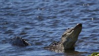 Dilansir dari berbagai sumber, para pakar menganjurkan agar orang yang pergi ke alam bebas terutama di dekat perairan air tawar untuk selalu waspada dengan bahaya buaya/Foto: AFP