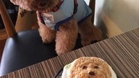 Wah lucunya! Sementara anjing duduk manis, ekspresi wajah lucunya dilukis di permukaan kopi Anda. Foto: Instagram My Cofi