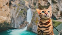 Kucing lucu ini bernama Suki. Dia suka traveling (sukiicat/Instagram)