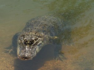 Buaya Kembali Serang Manusia, Kini di Rokan Hilir Riau