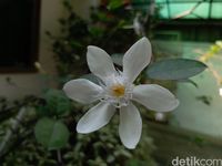 Keunggulan Galaxy C9 Pro yang Bikin Menggoda