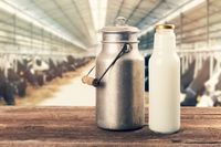 Berhenti Konsumsi Susu Bisa Membuat Tubuh Menjadi Laktosa Intoleran