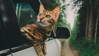 Suki merupakan peliharaan dari fotografer traveling asal Kanada bernama Marti Gutfreud (sukiicat/Instagram)