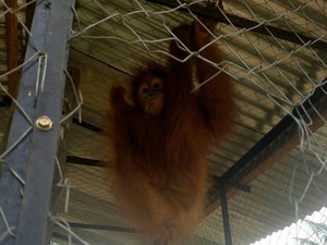 Disangka Karung Ganja di Aceh Timur, Eh Isinya Orang Utan