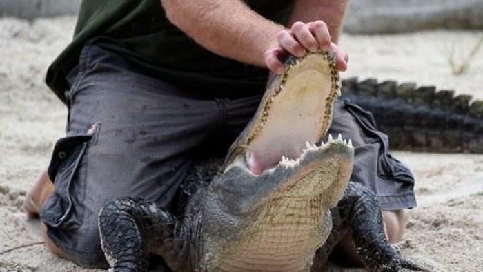 Alligator handler Travis Slater performs a stunt with an American Alligator during an alligator show at Everglades Alligator Farm in Homestead, Florida, on June 24, 2016. 
Florida, famed for its turquoise beaches, is almost as well known for its alligators. Humans are not their favorite meal, but one would not know that from the recent series of alarming gator attacks on people. / AFP PHOTO / RHONA WISE / TO GO WITH AFP STORY by Leila MACOR, 