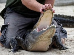 Fakta Alligator yang Disebut Paling Besar di Dunia, Hampir 6 Meter