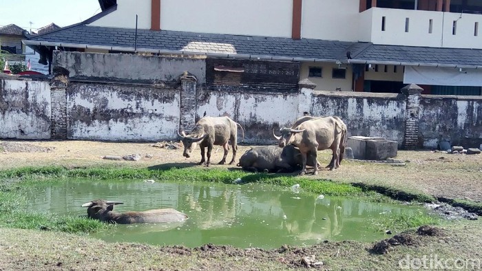 kerbau bule kolekso keraton surakarta