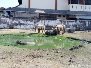 Hanya Berumur Sehari, Bayi Kebo Bule Keraton Solo Mati
